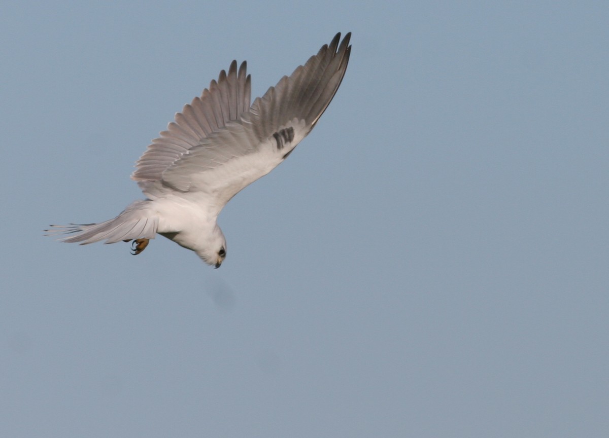 White-tailed Kite - ML31687931
