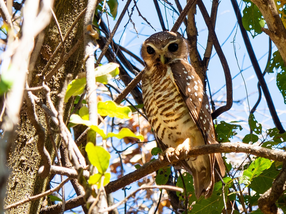 White-browed Owl - ML316880661