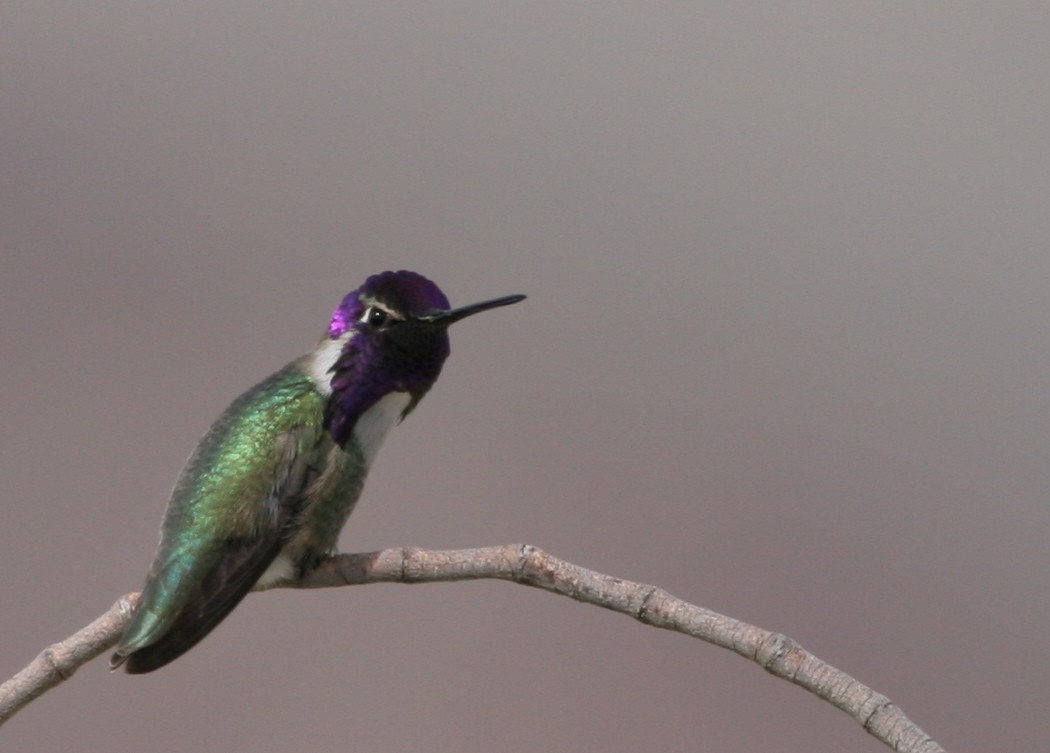 Costa's Hummingbird - Ian Davies
