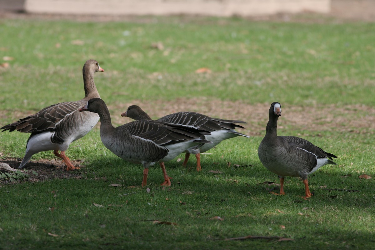 Greater White-fronted Goose - ML31688911