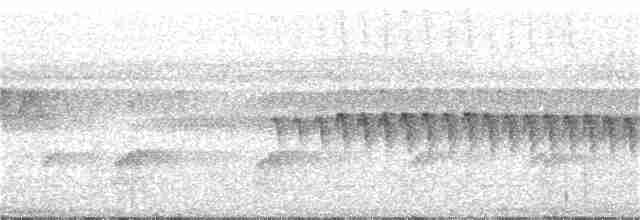 Dreibinden-Ameisenvogel - ML316895221