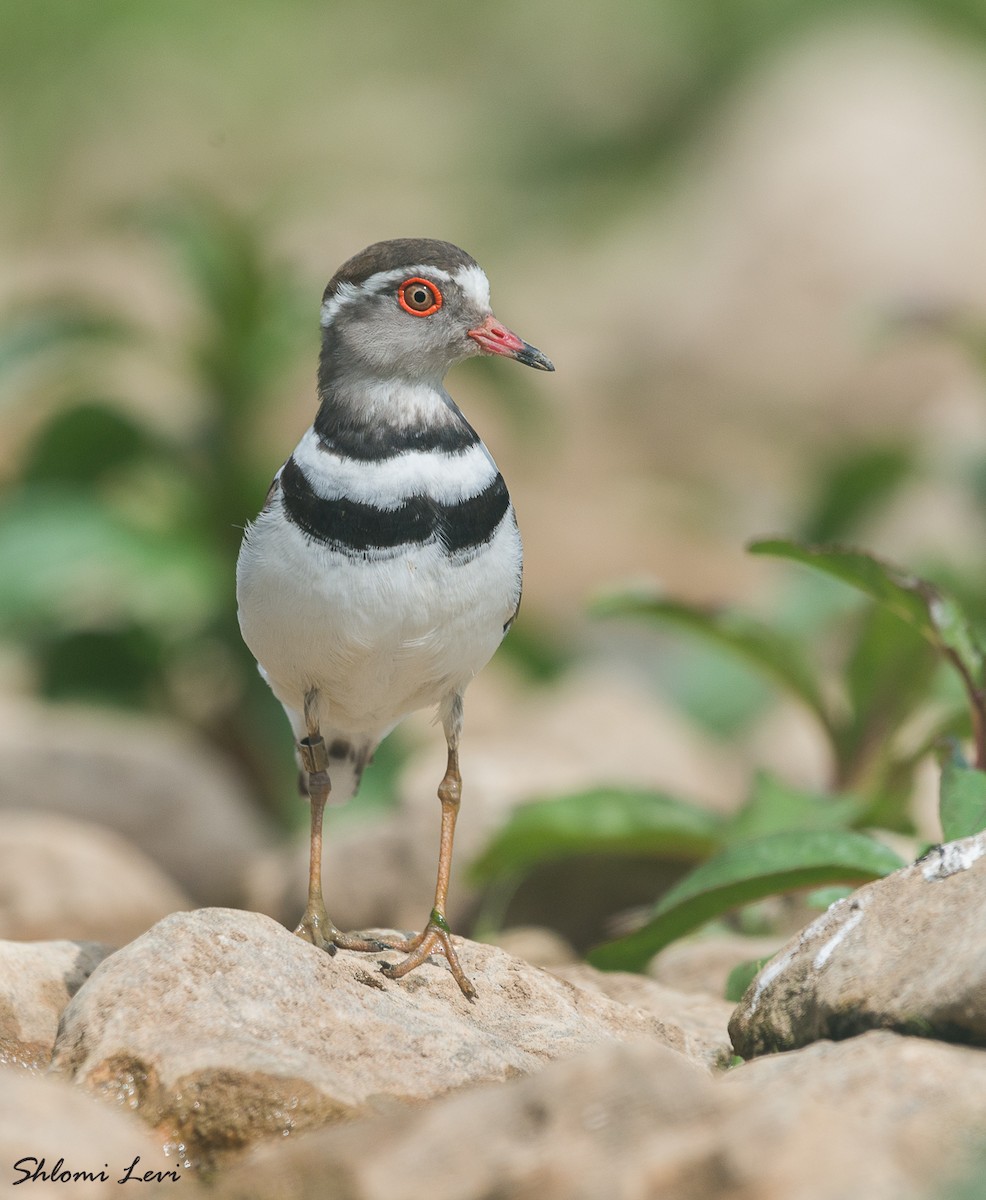 Three-banded Plover - ML316896401