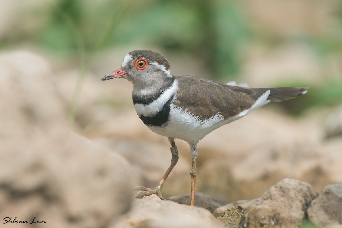 Three-banded Plover - ML316896411