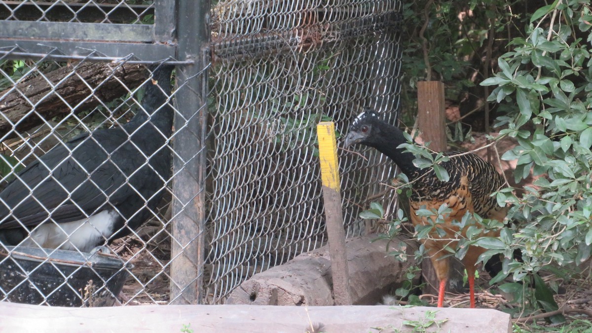 Bare-faced Curassow - ML316896561