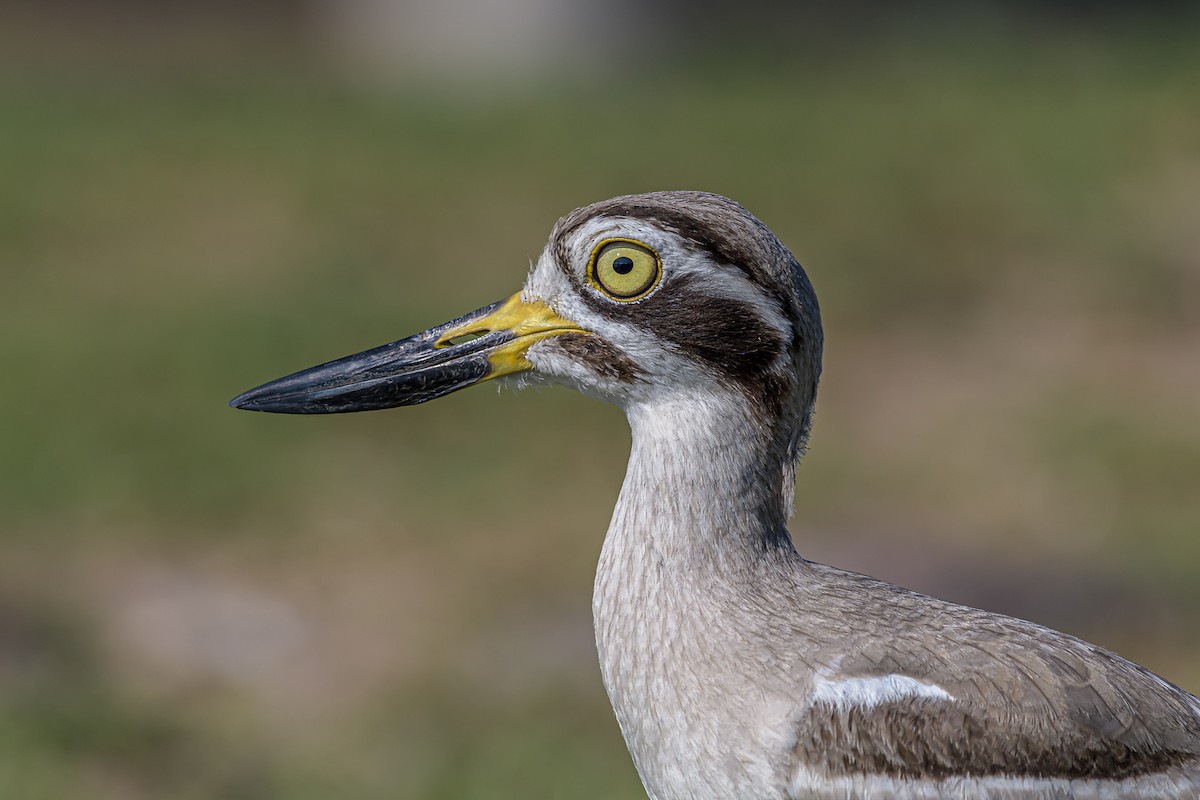 Great Thick-knee - ML316896931