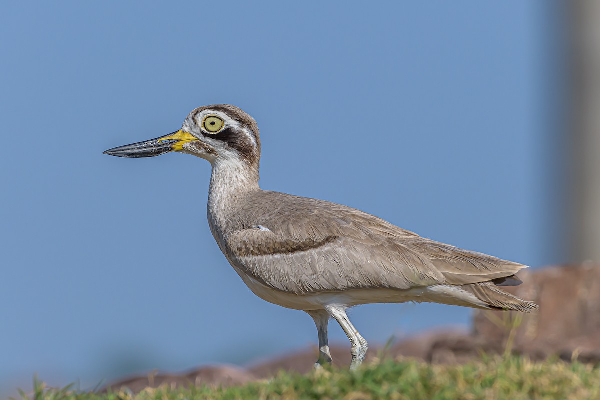 Great Thick-knee - ML316896941