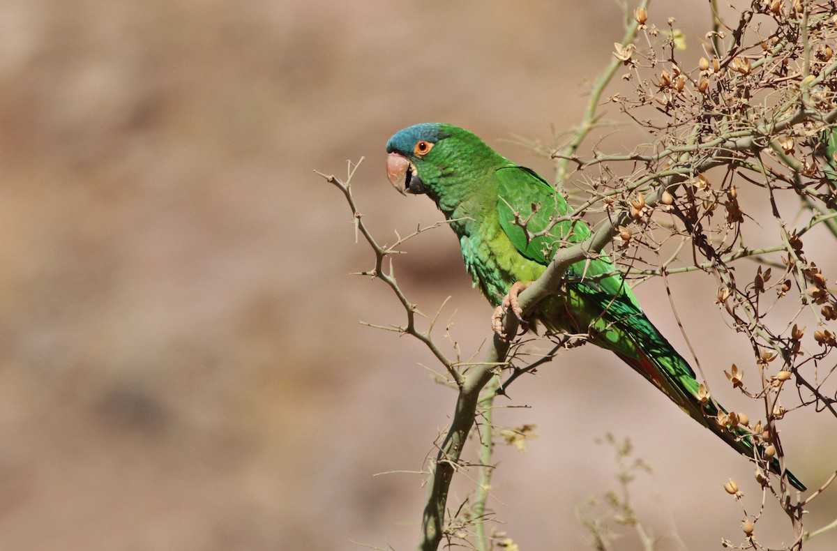 Blue-crowned Parakeet - Ian Davies