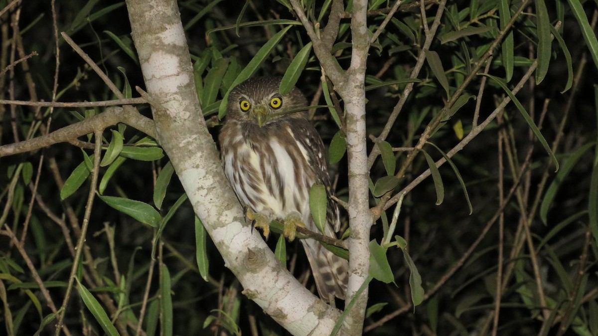 Ferruginous Pygmy-Owl - ML316900331