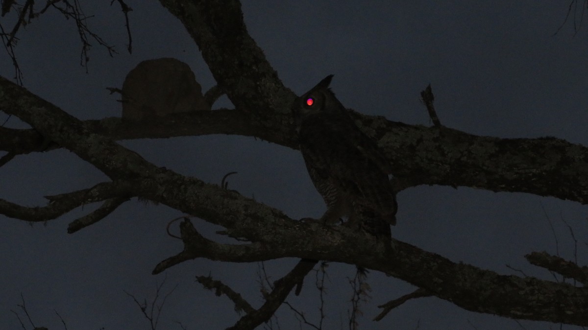 Great Horned Owl - ML316900351