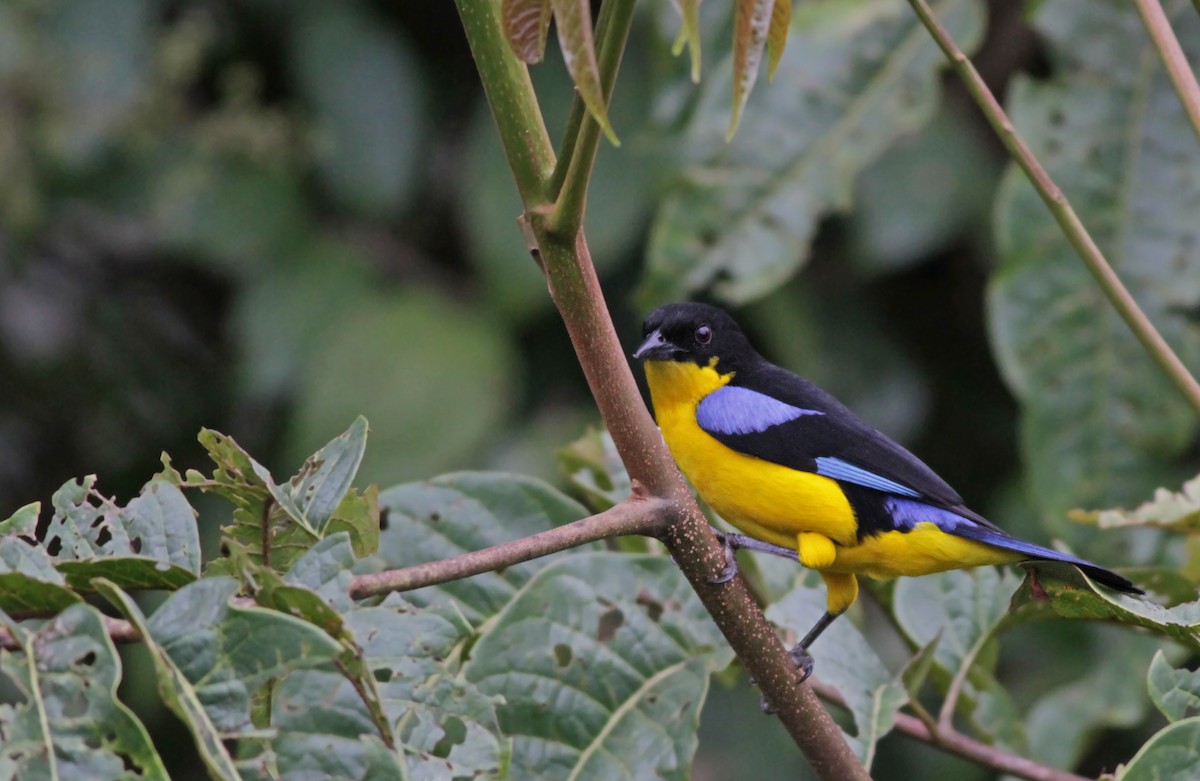 Blue-winged Mountain Tanager - ML31690121