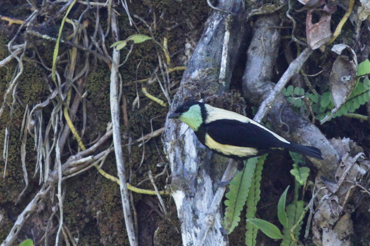Green-throated Tanager - ML31690131