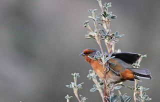  - Cochabamba Mountain Finch