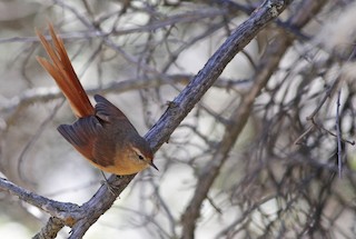  - Tawny Tit-Spinetail