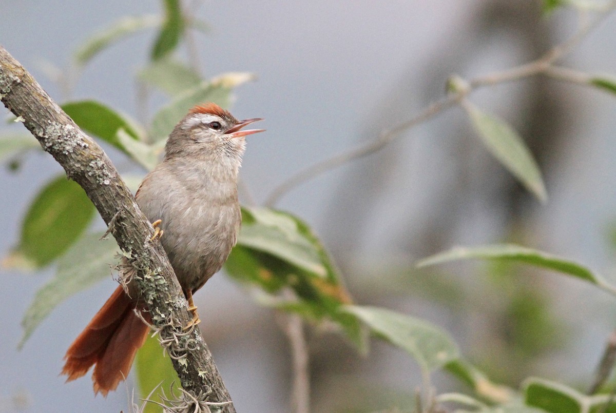Bolivian Spinetail - ML31690391