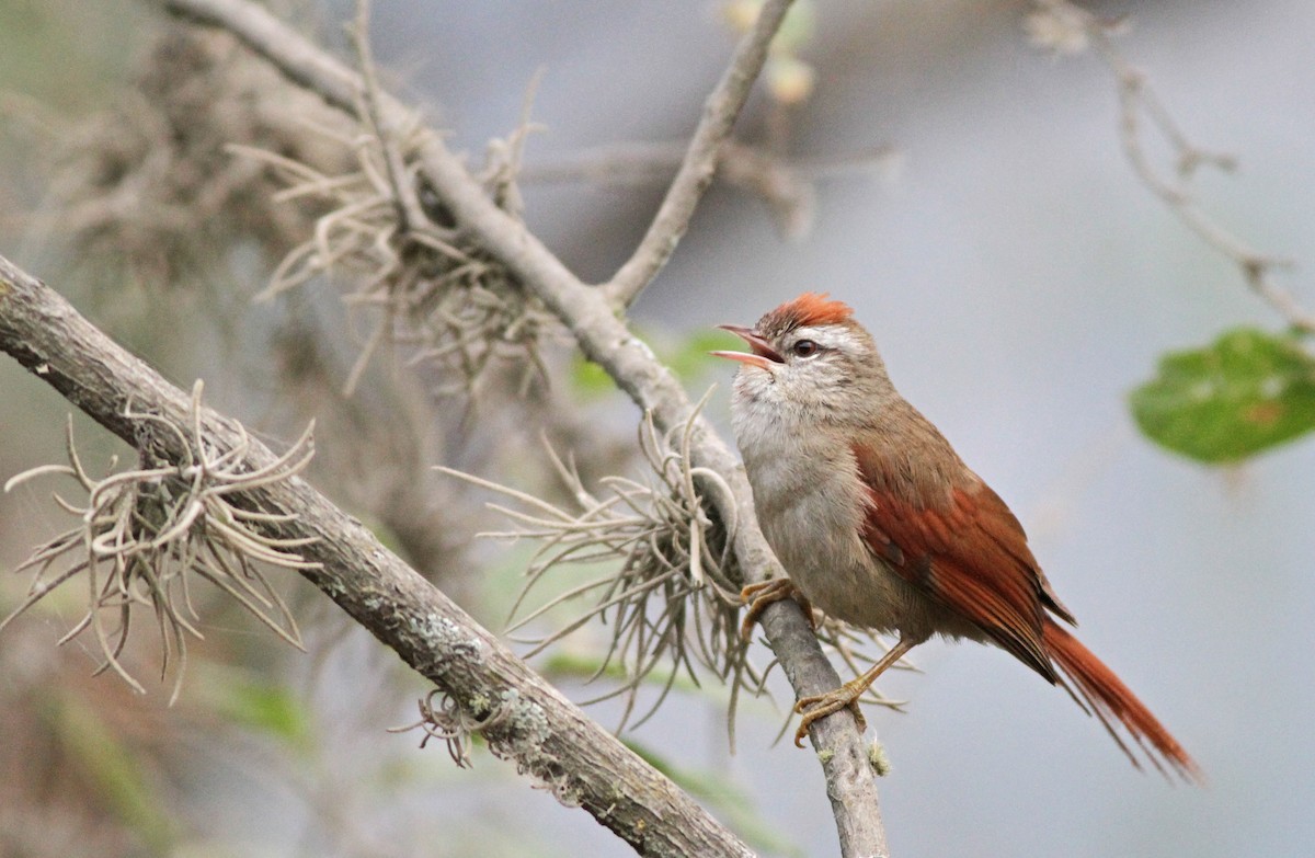 Bolivian Spinetail - ML31690401