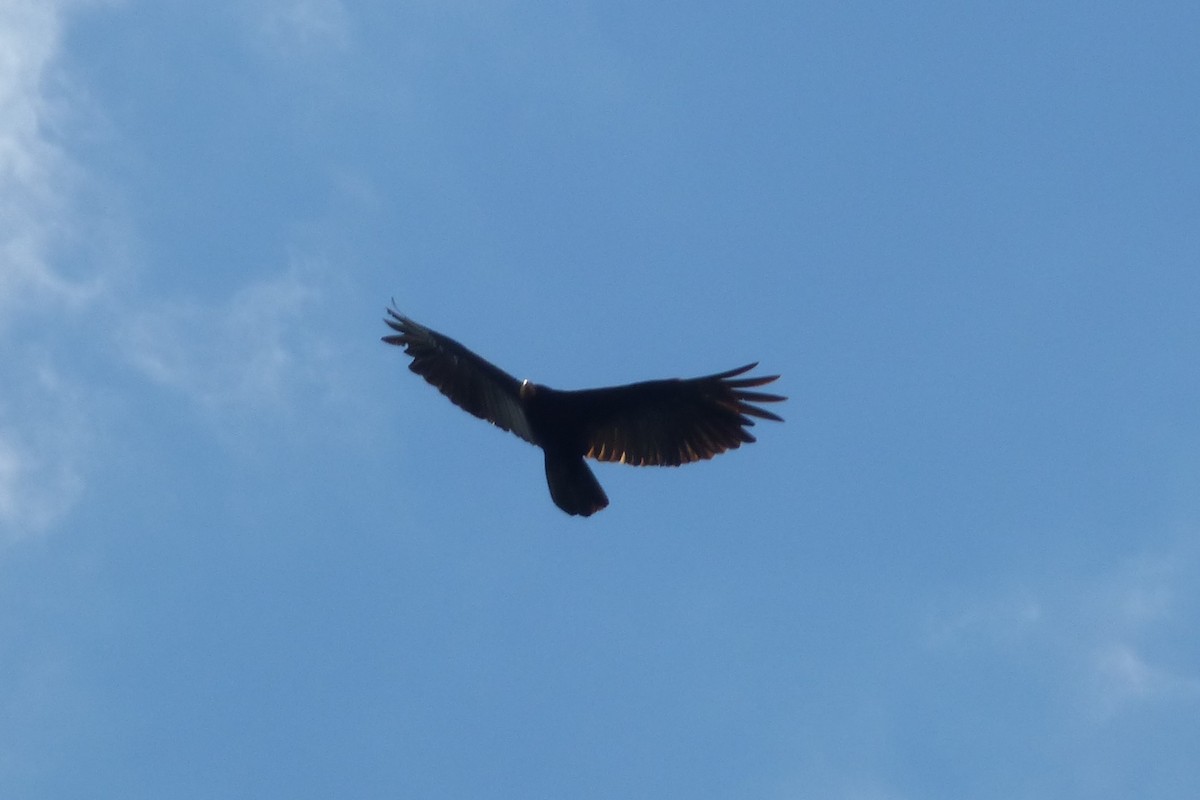 Greater Yellow-headed Vulture - ML316906431