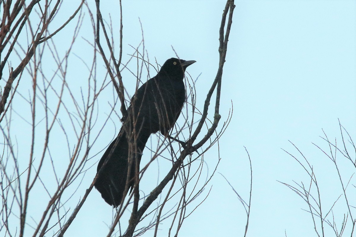 Great-tailed Grackle - ML316907151