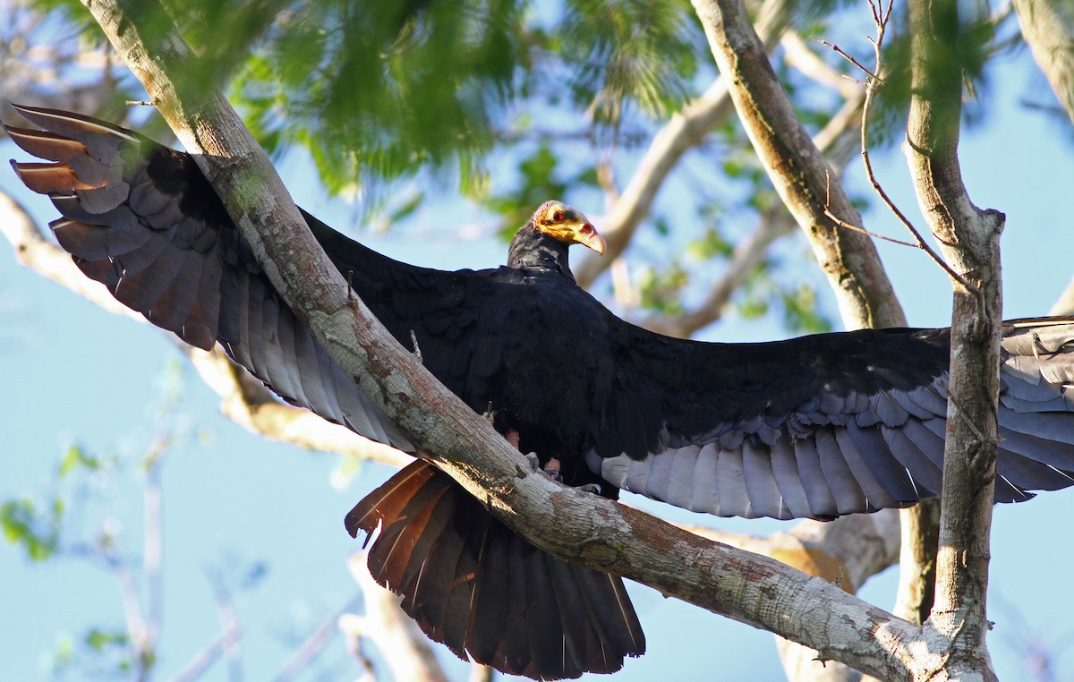 Greater Yellow-headed Vulture - Ian Davies