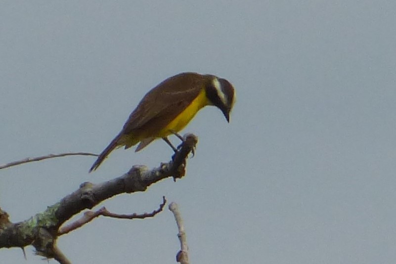 Yellow-throated Flycatcher - Juan Manuel Pérez de Ana
