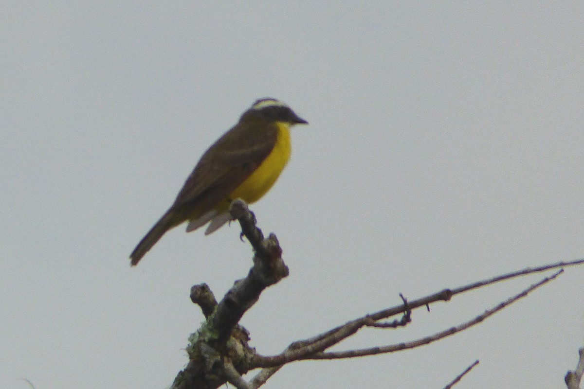 Yellow-throated Flycatcher - ML316910231