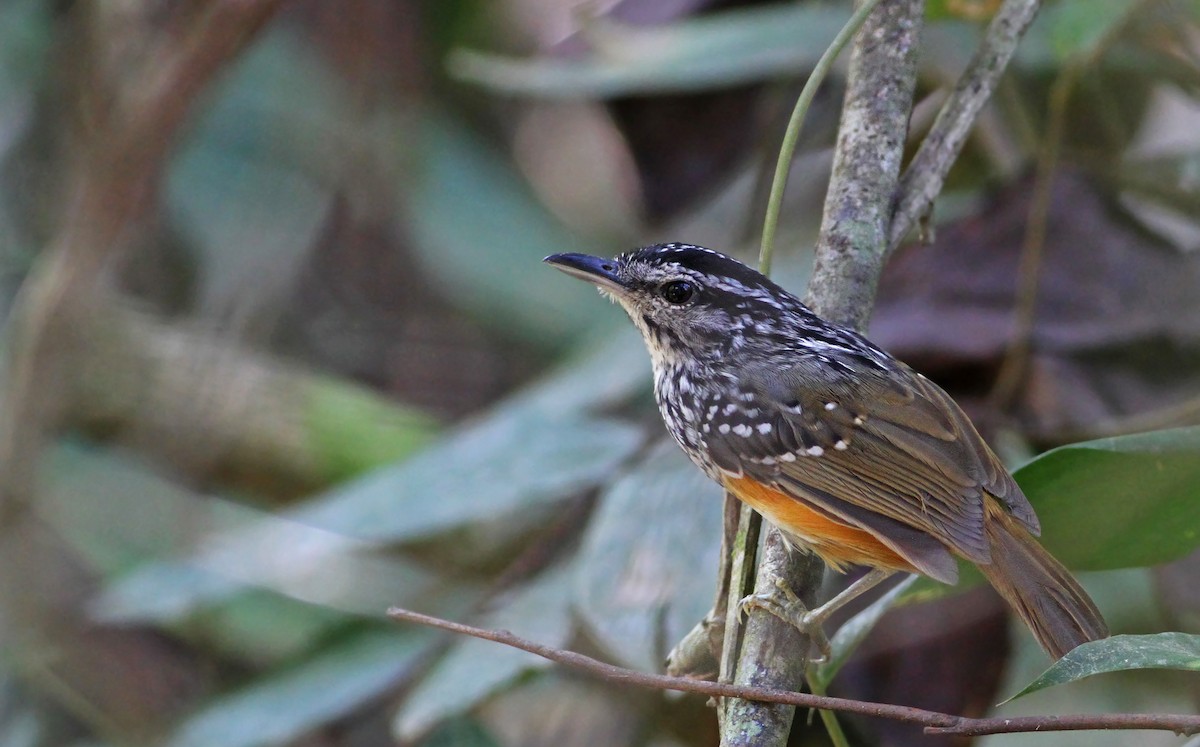 Peruvian Warbling-Antbird - ML31691061