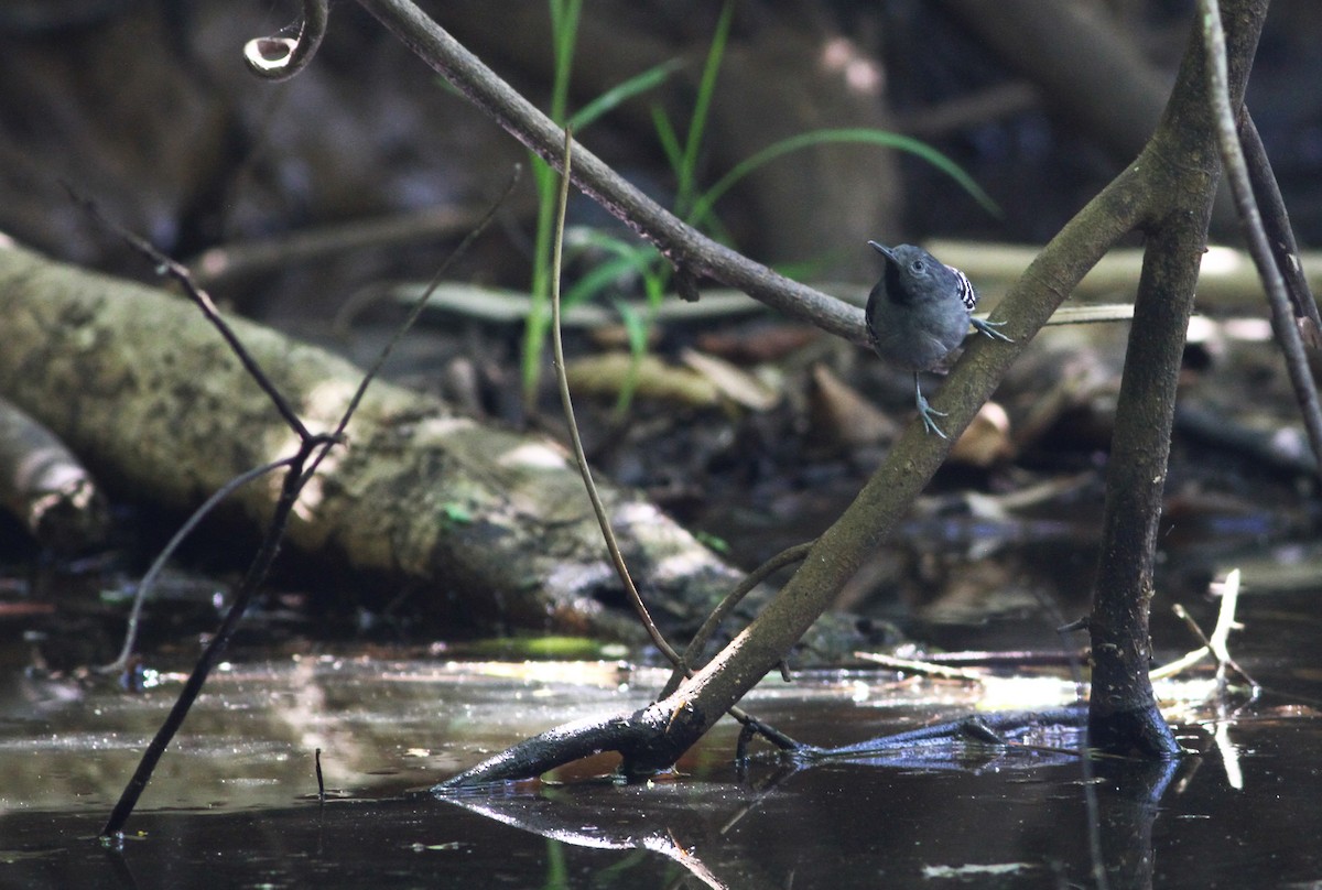 Band-tailed Antbird - Ian Davies