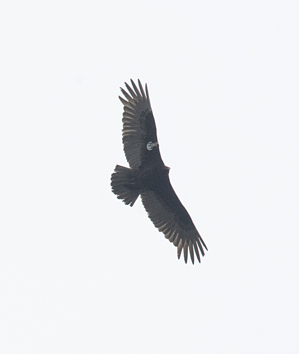 Turkey Vulture - ML316914421