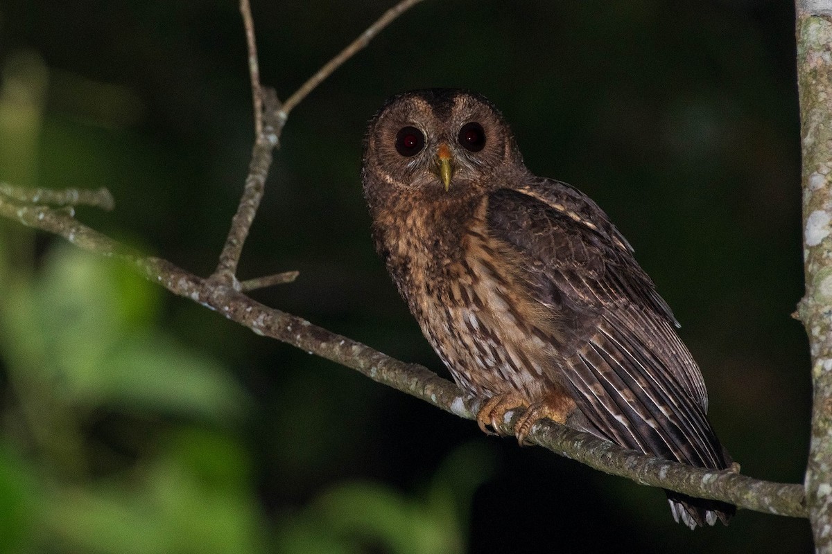 Mottled Owl - Antonio Robles