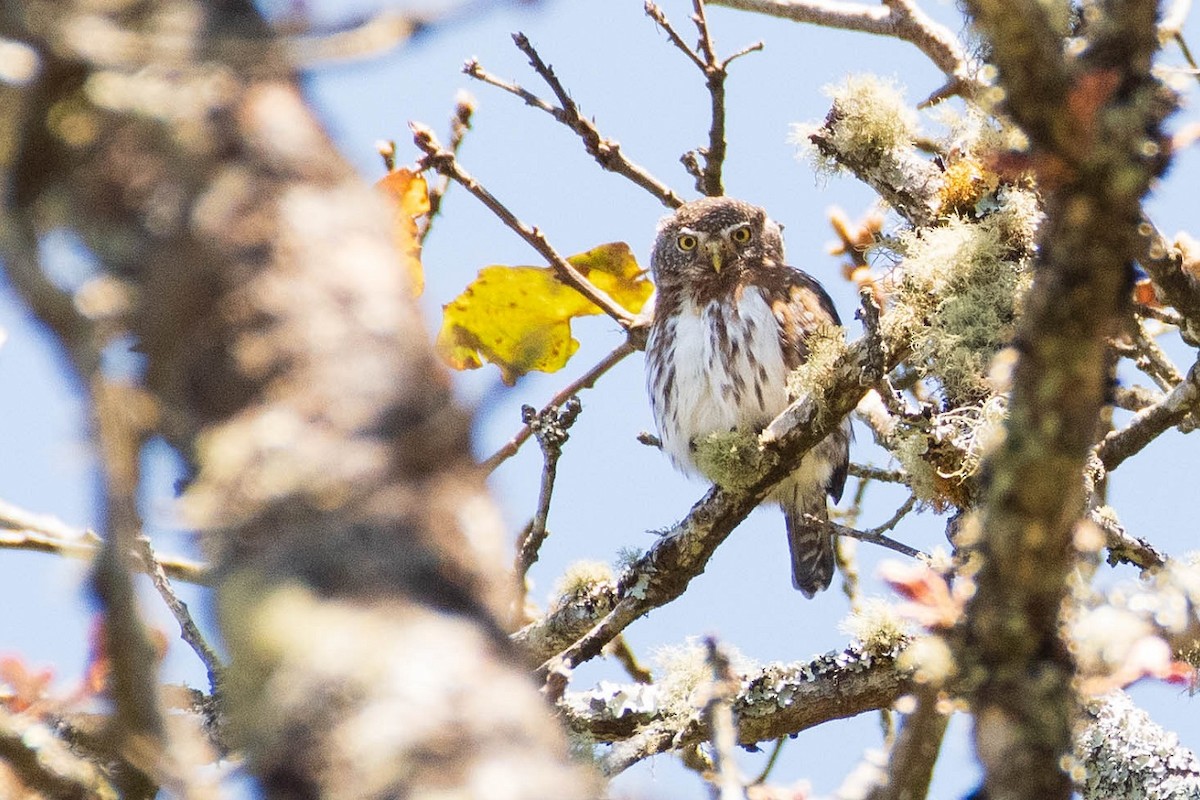 Northern Pygmy-Owl (Guatemalan) - ML316917061