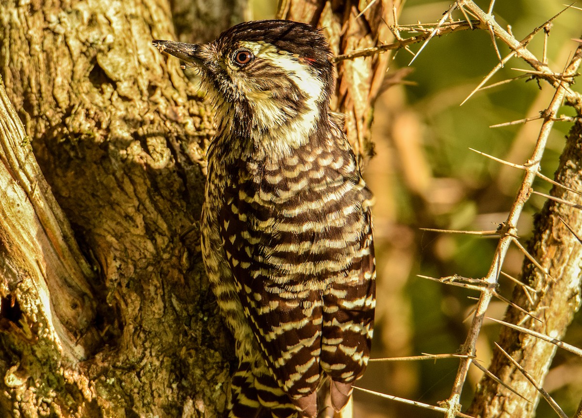 Striped Woodpecker - ML316918661