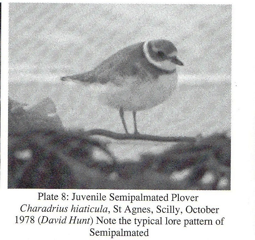 Semipalmated Plover - ML316919091