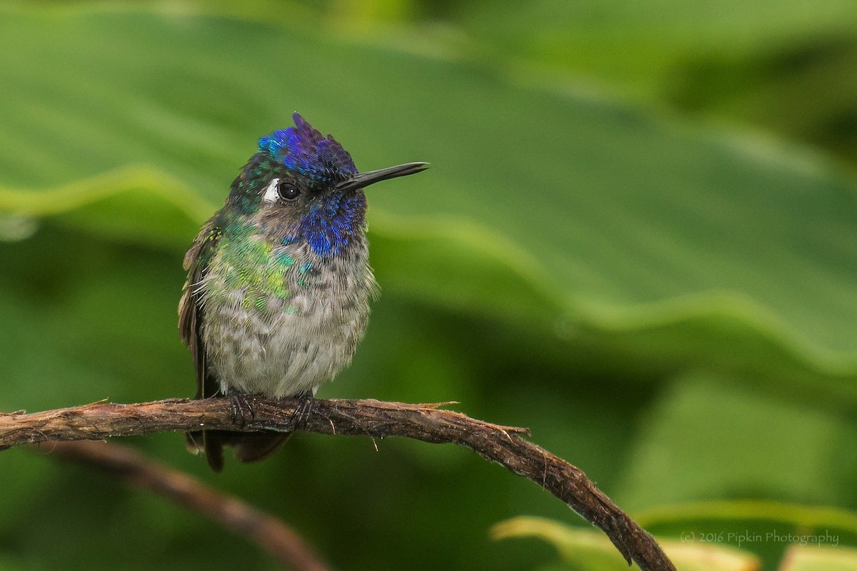 Violet-headed Hummingbird - Tal Pipkin