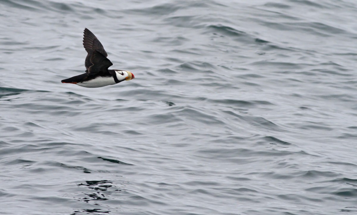 Horned Puffin - ML31692011