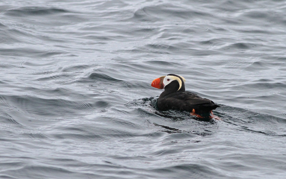 Tufted Puffin - ML31692031