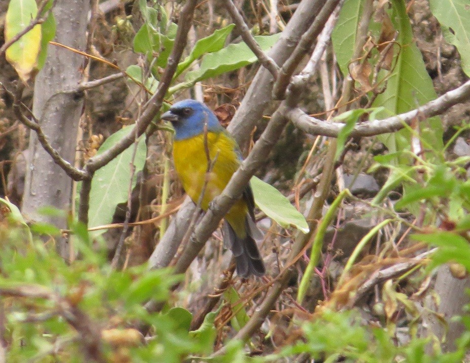 Blue-and-yellow Tanager - ML31692041