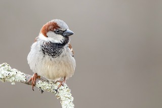House Sparrow