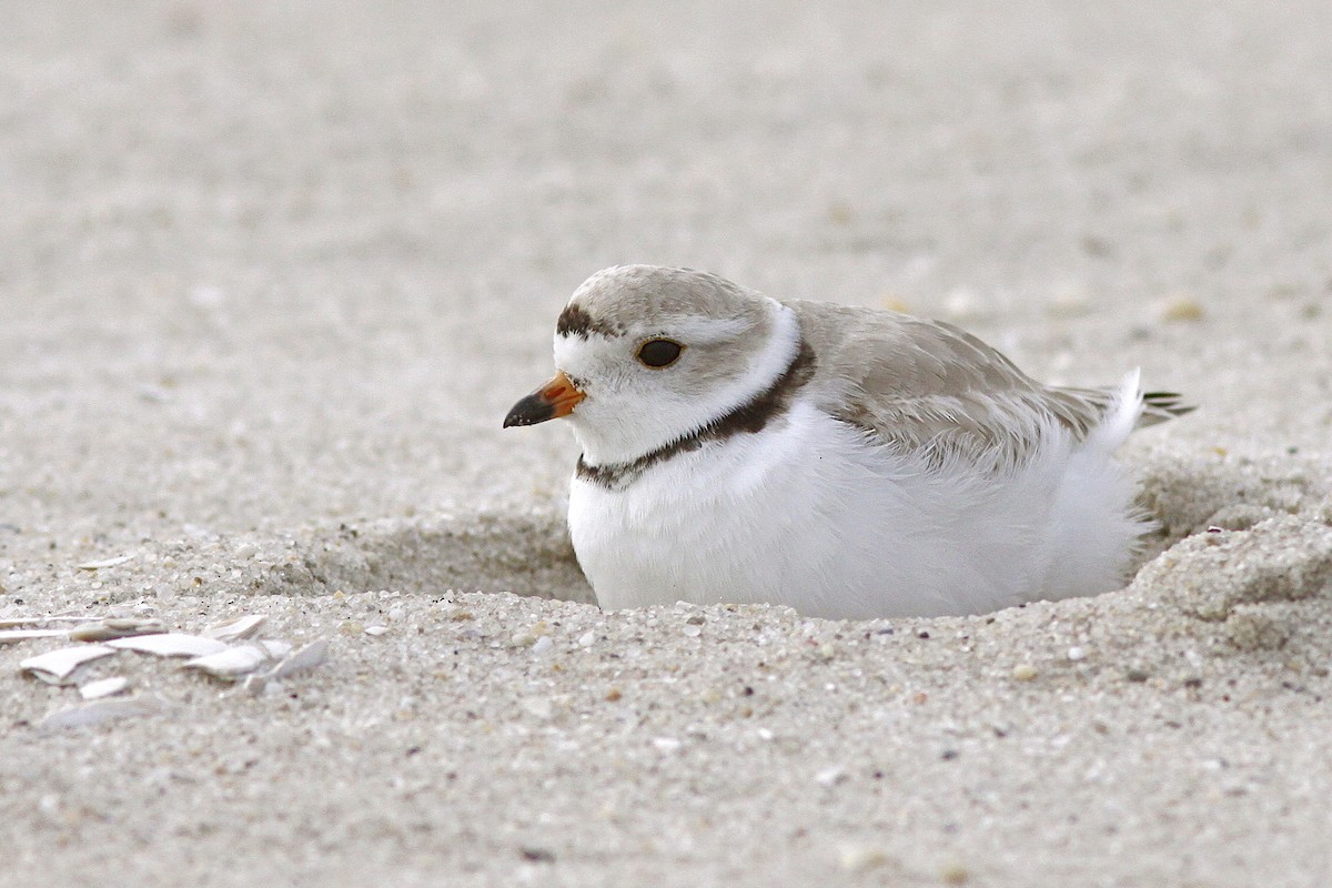 Piping Plover - Michael O'Brien
