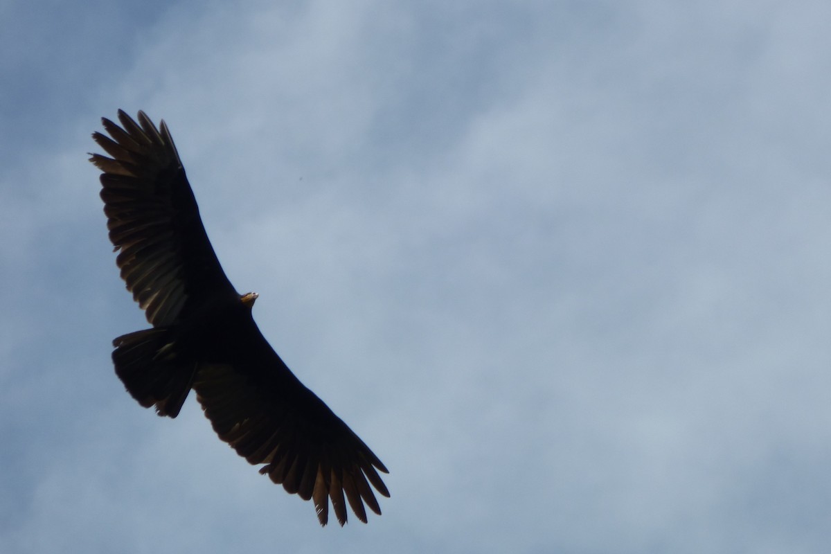 Greater Yellow-headed Vulture - ML316923541