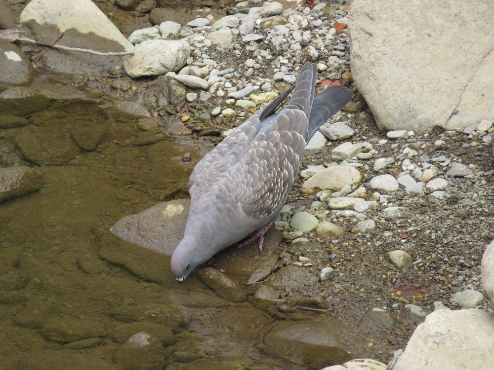 Spot-winged Pigeon - ML31692411
