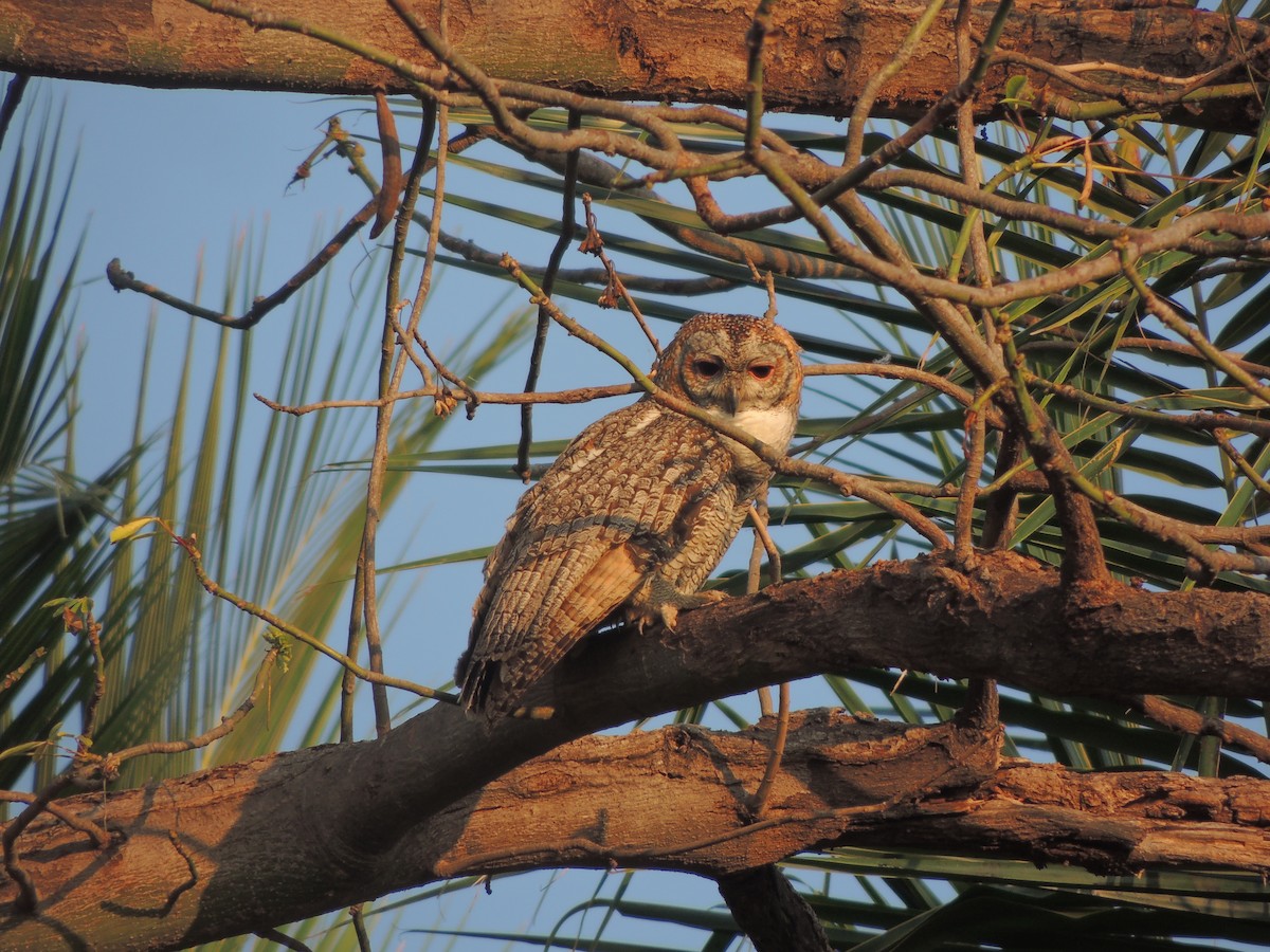 Mottled Wood-Owl - Vijay Rj