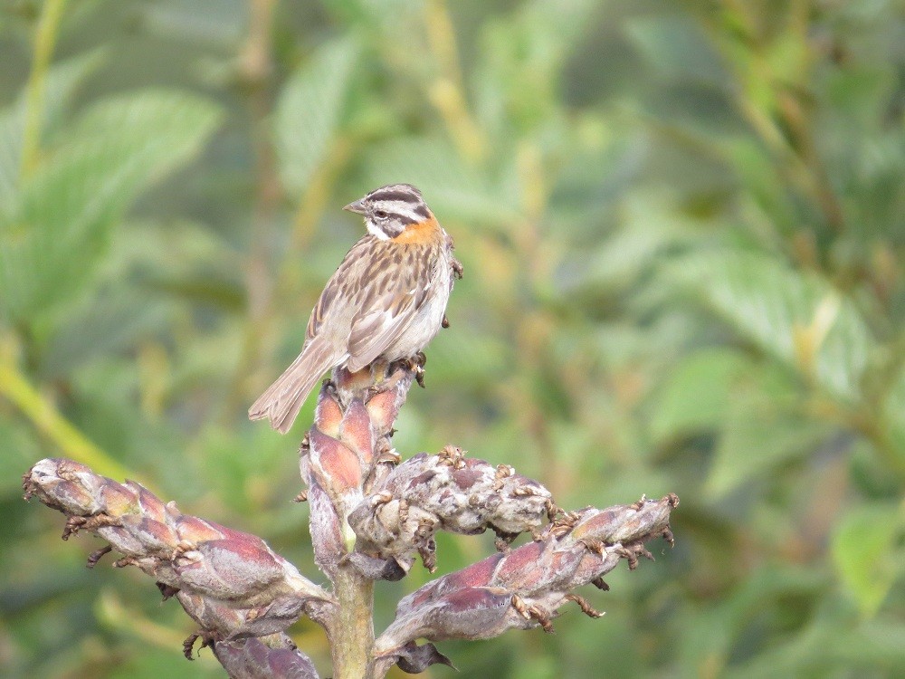 Rufous-collared Sparrow - ML31693181