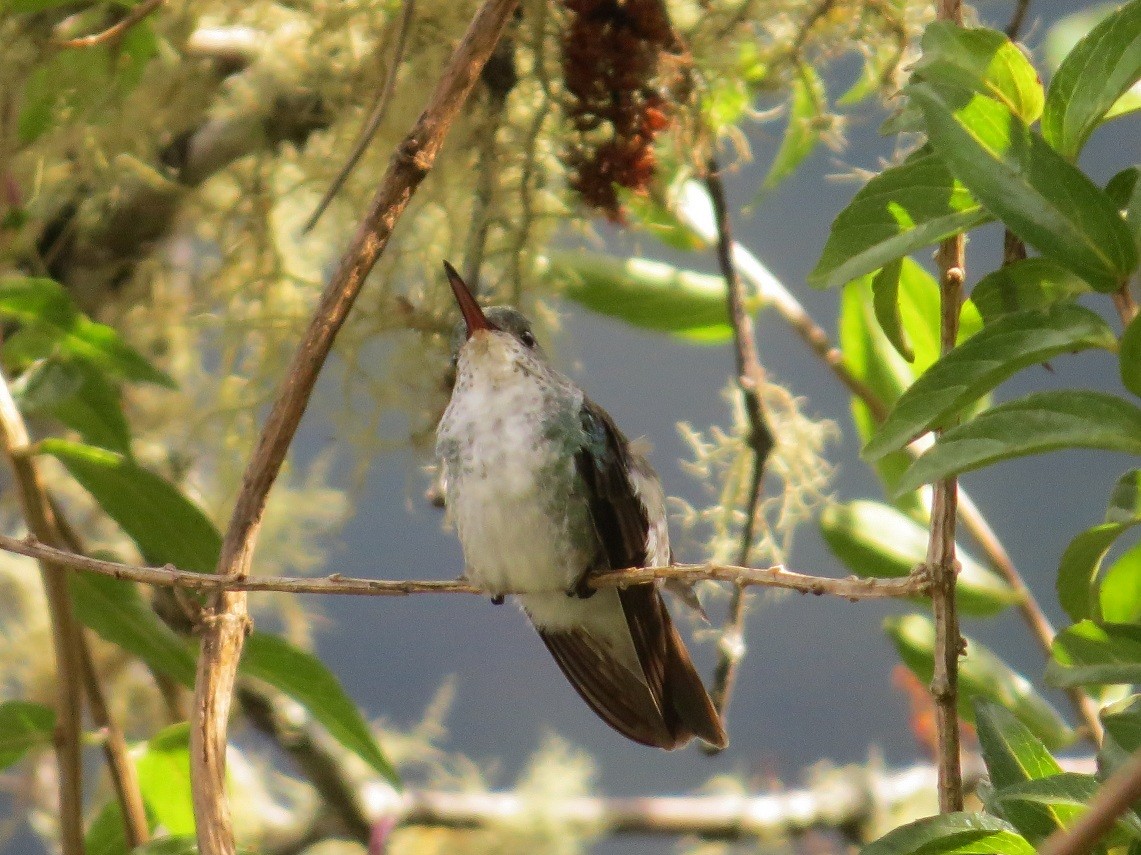 White-bellied Hummingbird - ML31693251