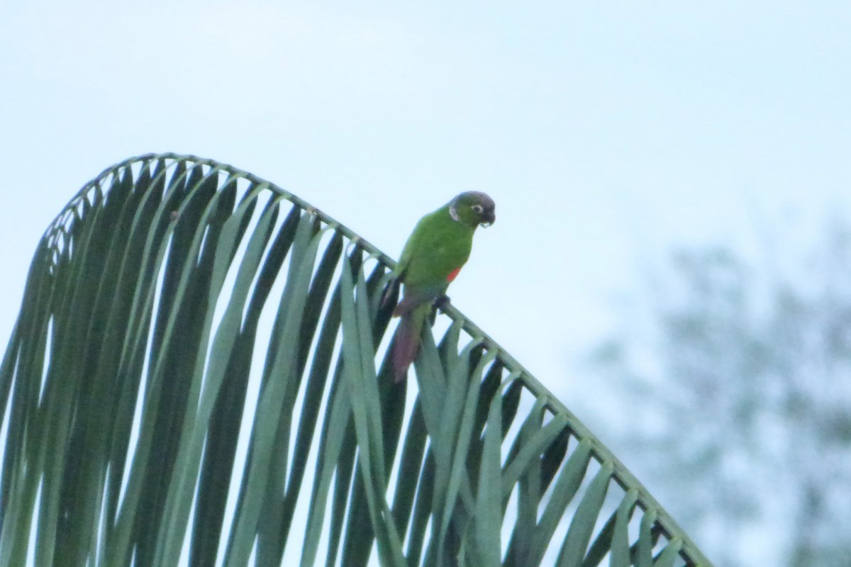 Maroon-tailed Parakeet - ML316934191