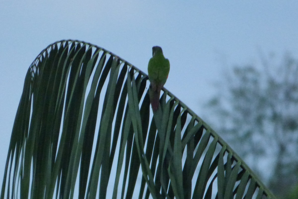 Maroon-tailed Parakeet - ML316934201