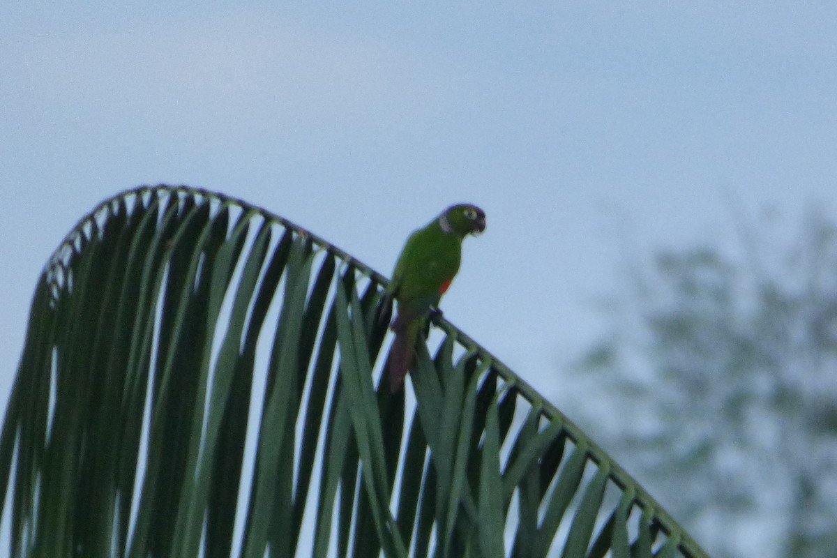 Maroon-tailed Parakeet - ML316934211