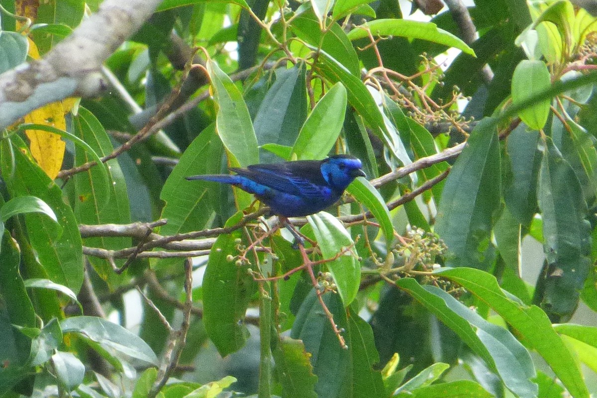 Opal-rumped Tanager - ML316935401