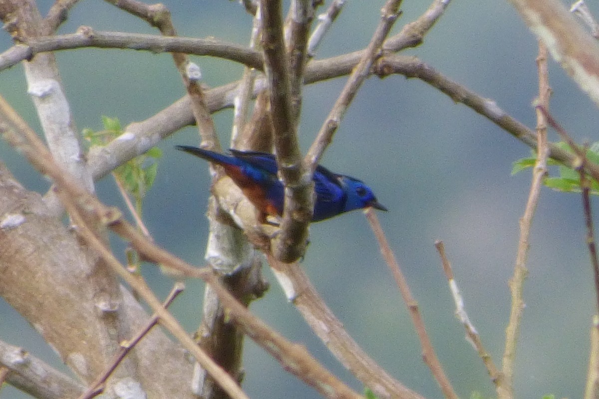Opal-rumped Tanager - ML316935421