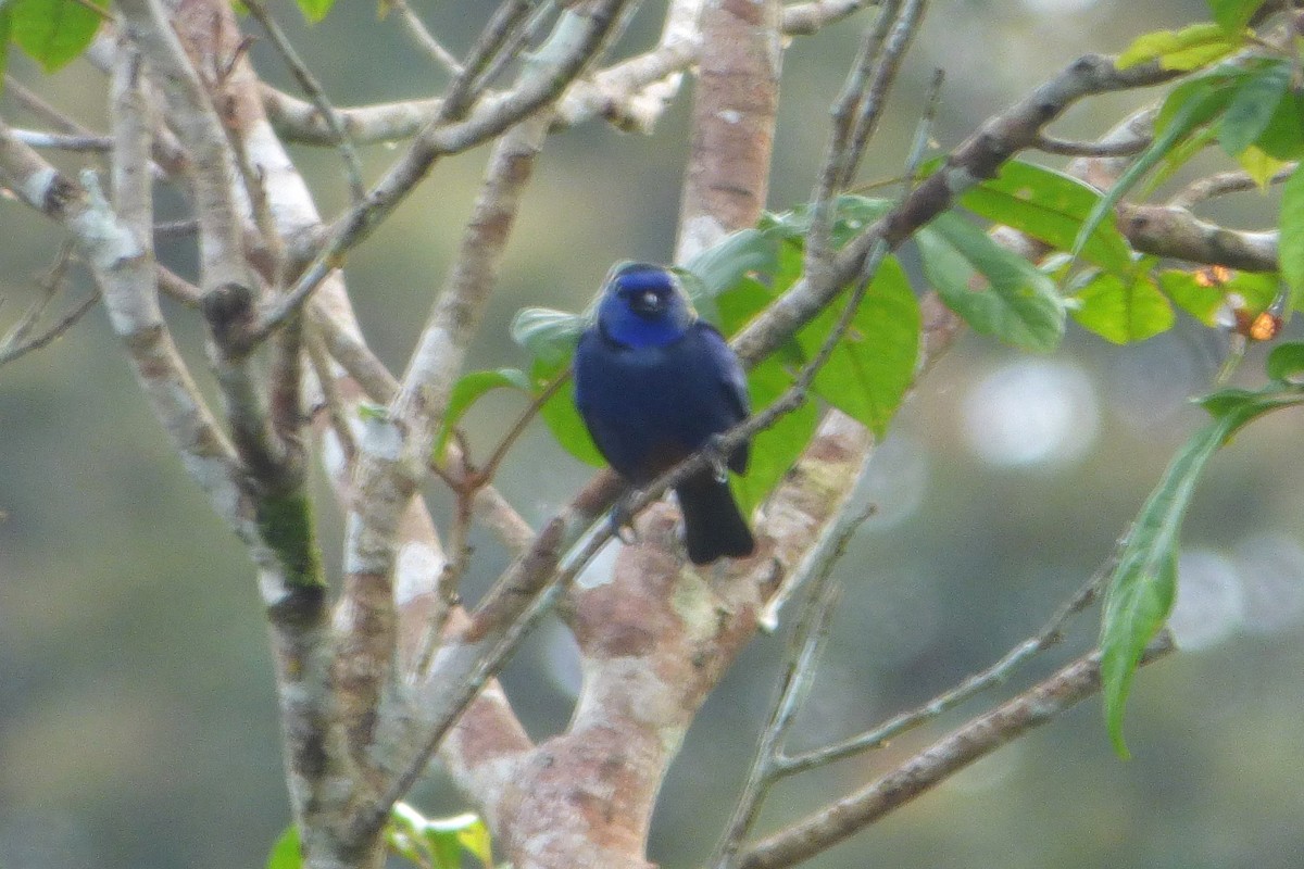 Opal-rumped Tanager - ML316935431