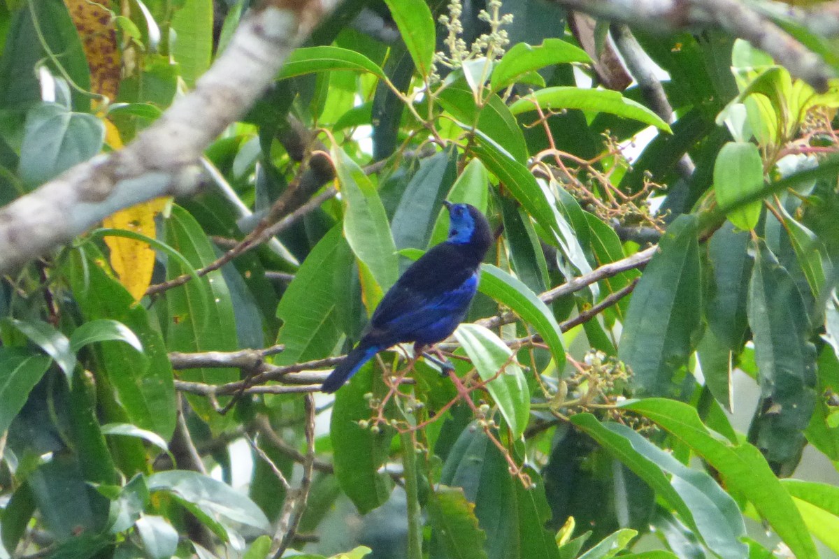 Opal-rumped Tanager - ML316935451