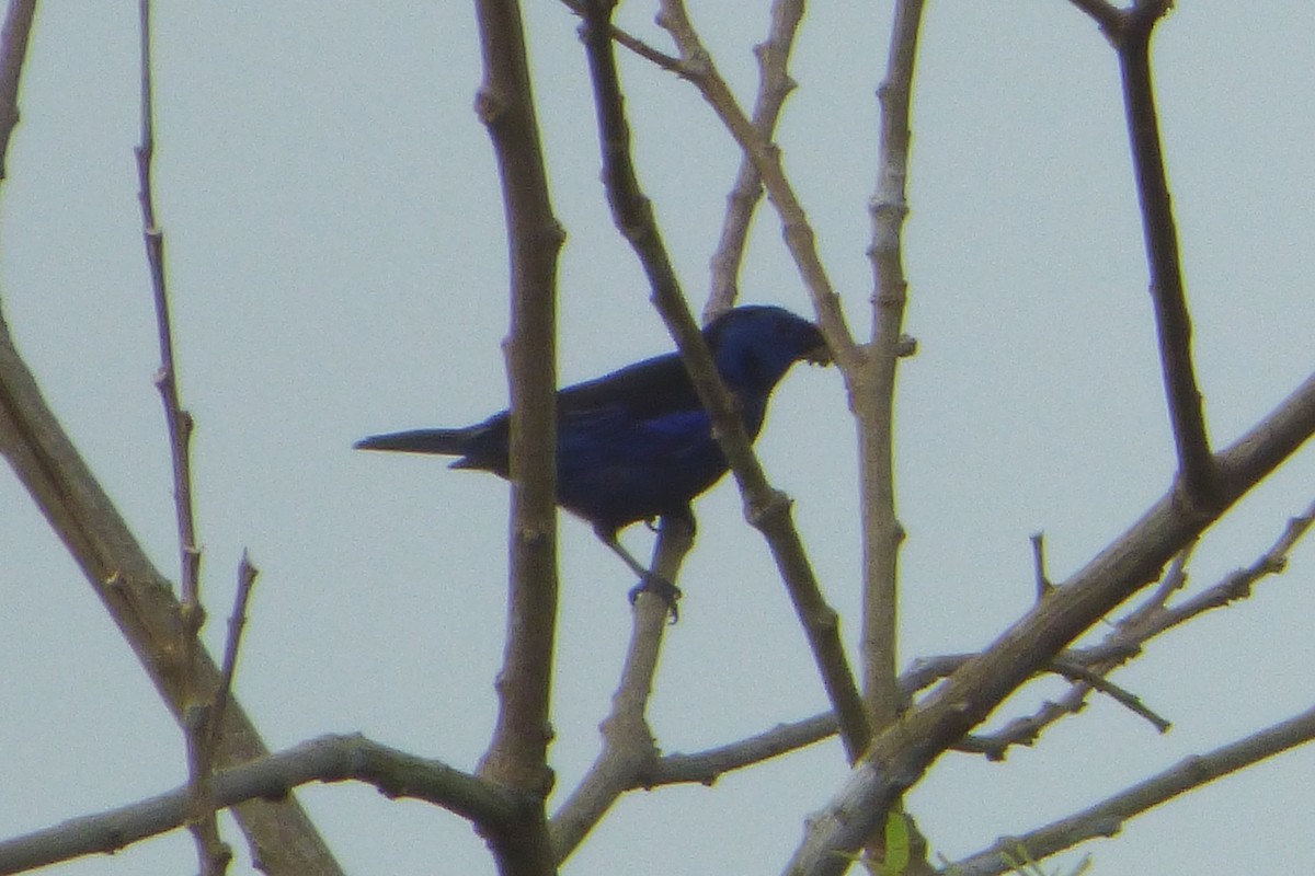 Opal-rumped Tanager - ML316935461